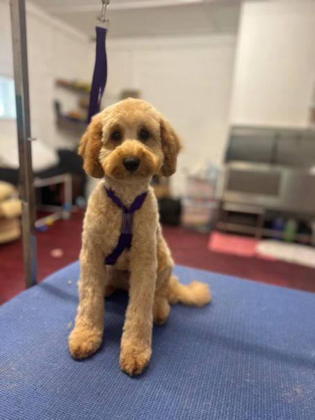 Meet Carter