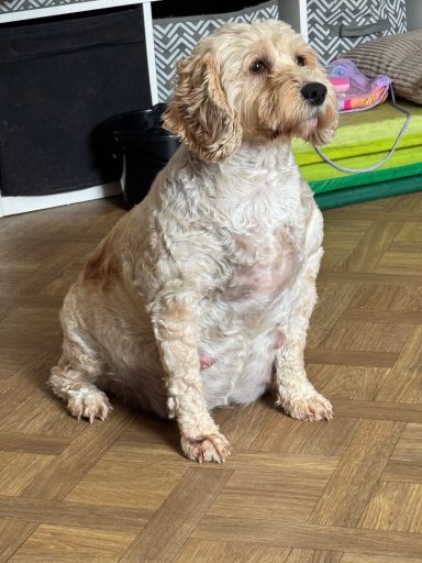 Meet Heidi