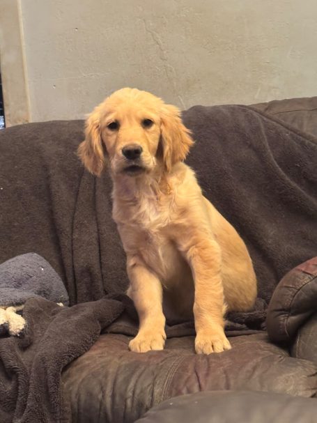 Meet Simba