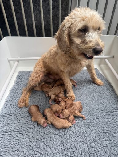 Frankie & her Babies