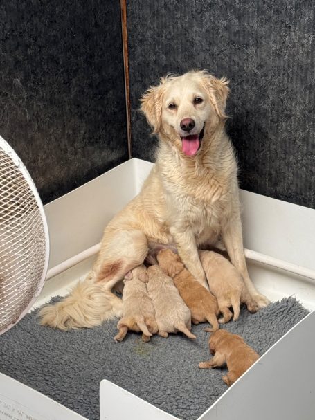 Mam - Maizie with the babies
